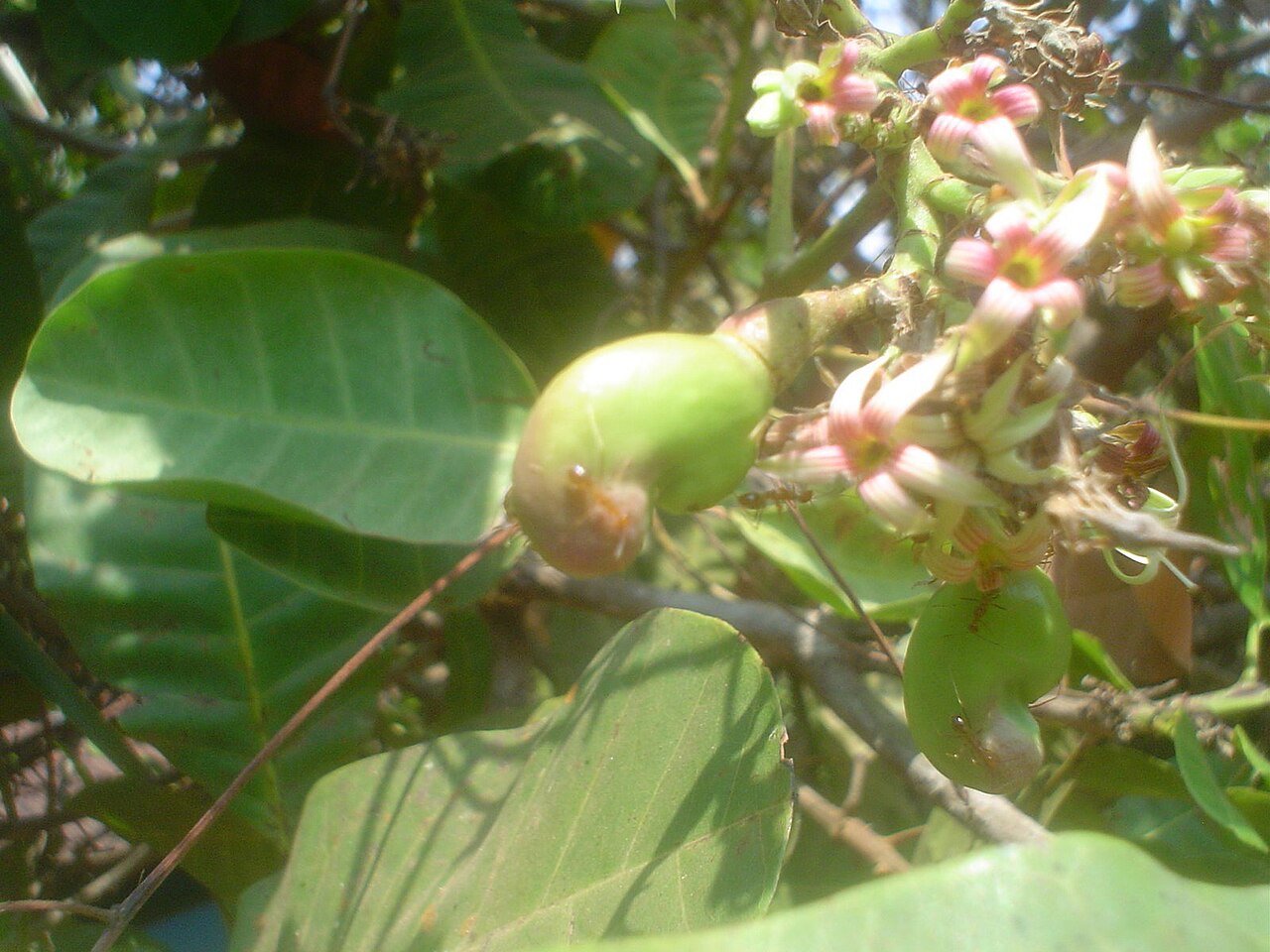Cashews on a plate